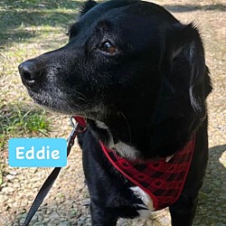 Thumbnail photo of Eddie #3