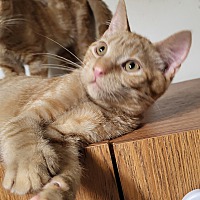 adopt a pet