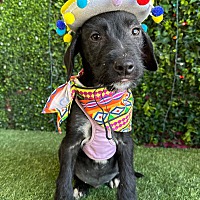 adopt a pet