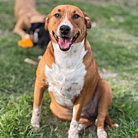 adopt a pet