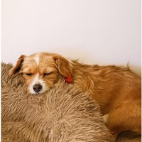 adopt-pet