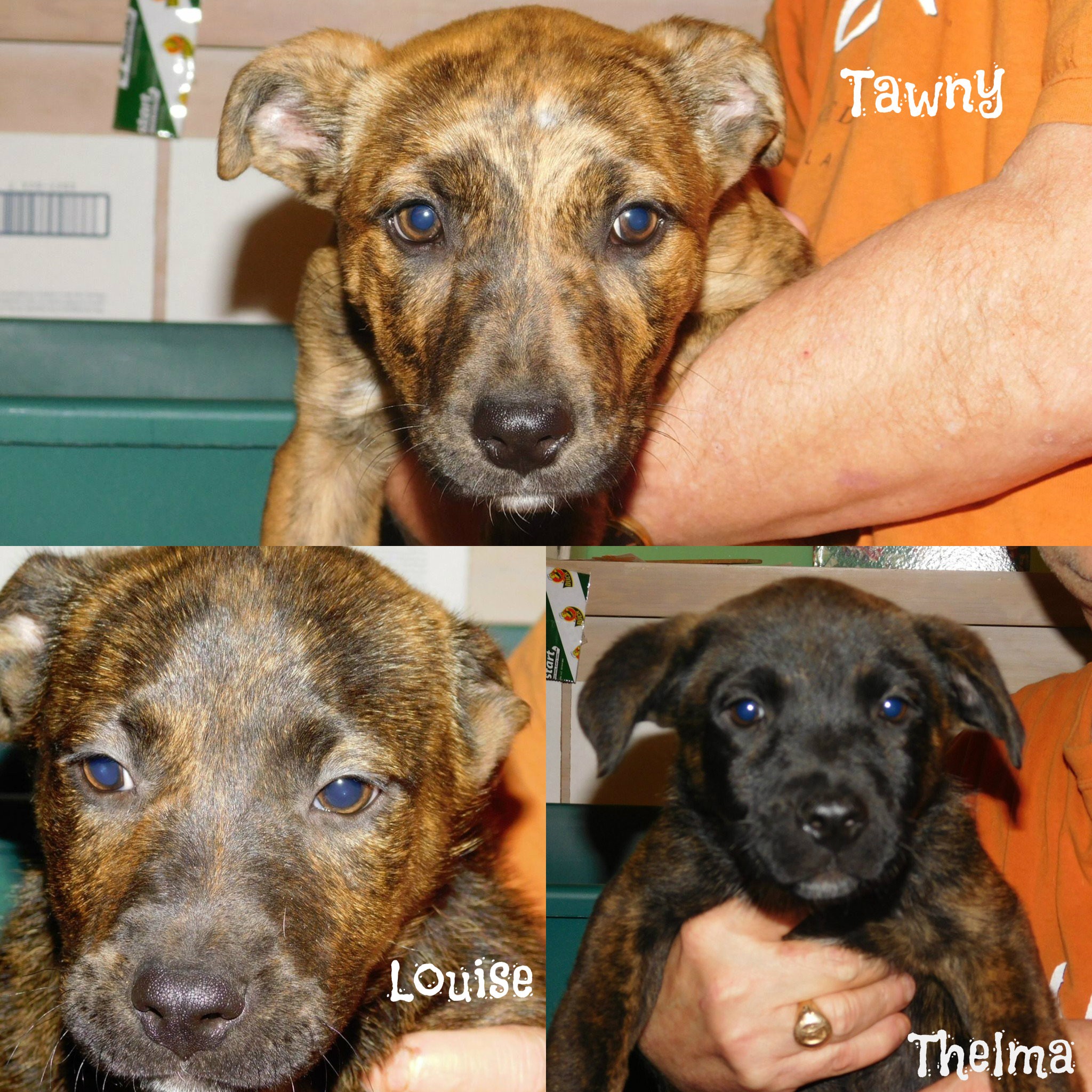 mountain cur coonhound