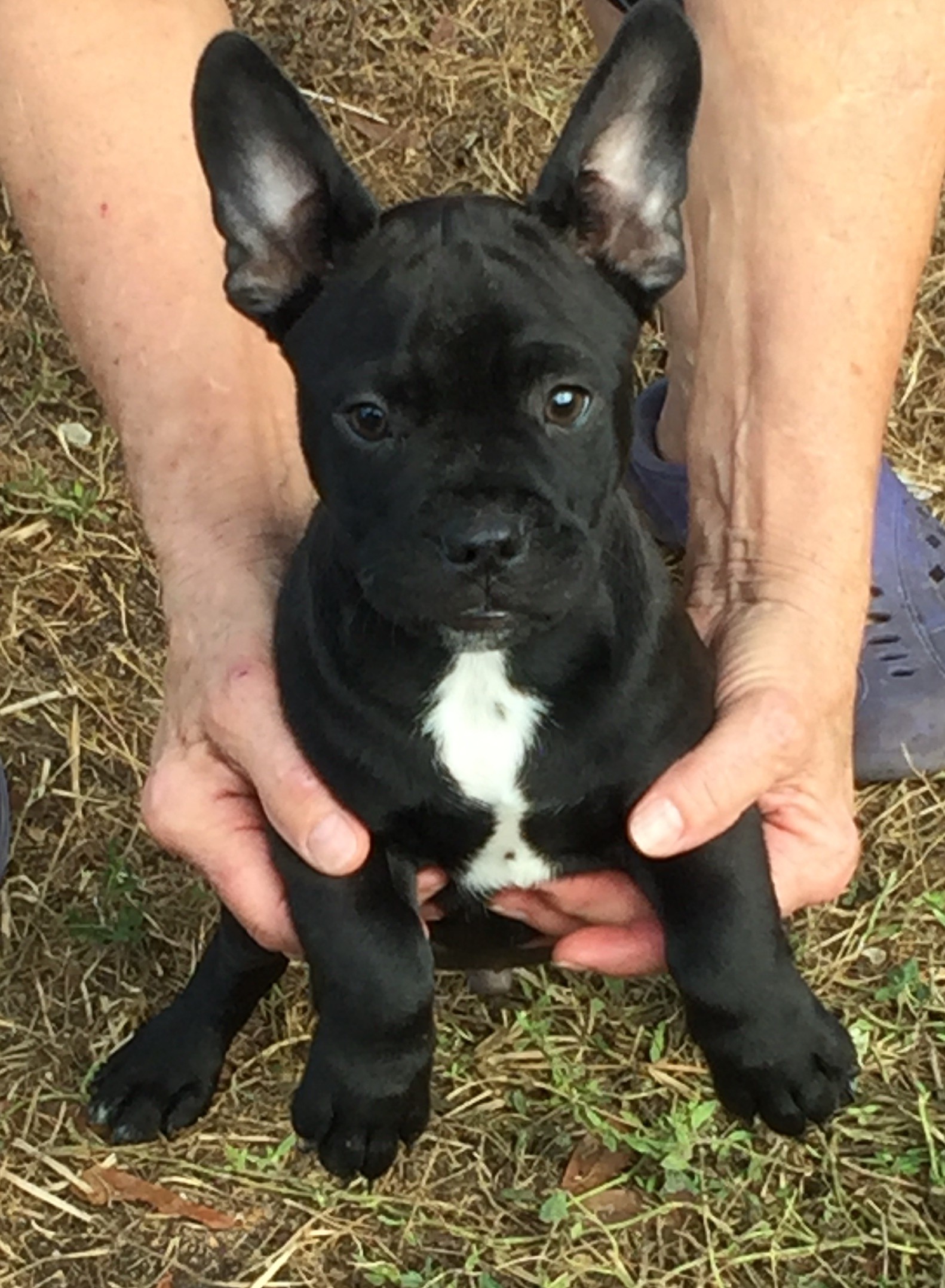 79+ Teacup French Bulldog Mixed With Husky