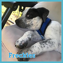 Thumbnail photo of Freckles #2