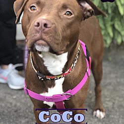 Photo of CoCo