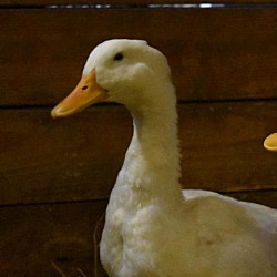 Photo of duck #7 Crested Pekin