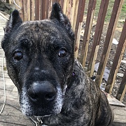 Photo of Rosco