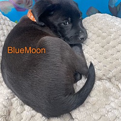 Photo of Mama Nora Pup - BlueMoon