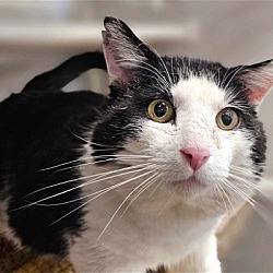 Photo of Alfred - $30 Adoption Fee and FREE Gift Bag