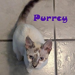 Thumbnail photo of Purrcy #1