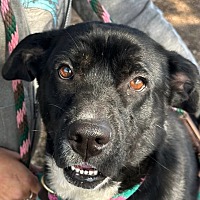 adopt-pet
