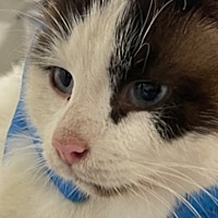 adopt-pet