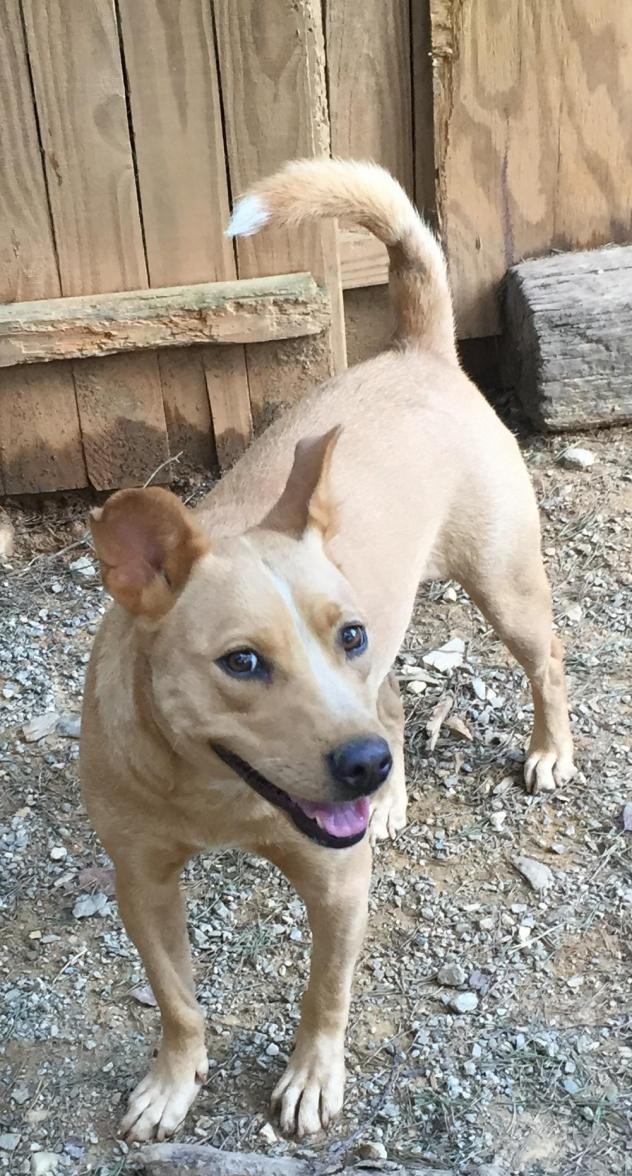 Charlotte Nc Shiba Inu Meet Maggie A Pet For Adoption