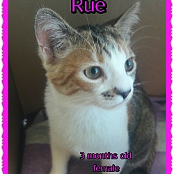 Thumbnail photo of Rue #1