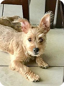 Pinecrest, Fl - Cairn Terrier. Meet Roxie A Pet For Adoption.