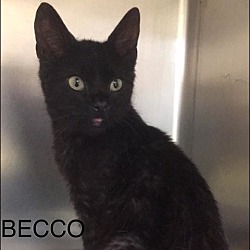 Thumbnail photo of Becco #1