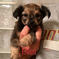 Thumbnail photo of Bliss #1