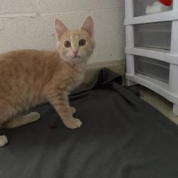 2nd chance animal rescue of richmond inc