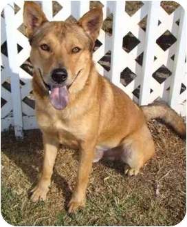 Ft Pierce Fl Norwegian Elkhound Meet Cody A Pet For