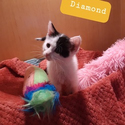 Photo of Diamond