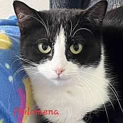 Photo of Philomena