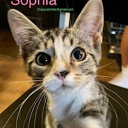 Photo of SOPHIA *AVAILABLE NOW!