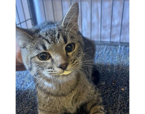 Sand Springs, OK - Domestic Shorthair. Meet Phelps litter_2 a Pet for ...