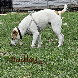 Thumbnail photo of Dudley #1