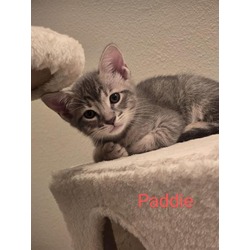 Photo of PADDIE