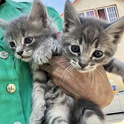 Photo of The kittens
