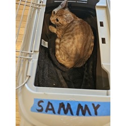 Thumbnail photo of Sammy #1