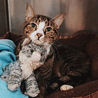 adopt a pet
