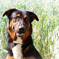 adopt-pet
