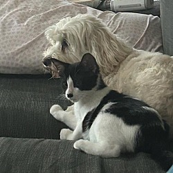 bonded pet photo