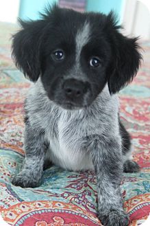 blue heeler golden doodle mix