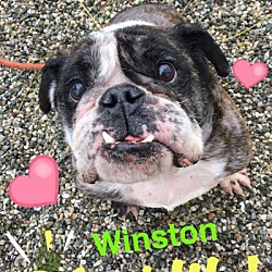 Thumbnail photo of Winston #1