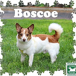Thumbnail photo of Boscoe #3