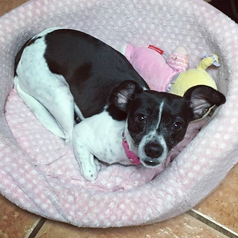 Davie FL Rat Terrier Meet Elsie A Dog For Adoption