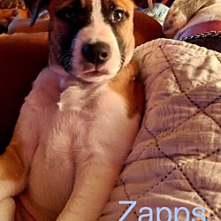 Thumbnail photo of ZAPPS #4