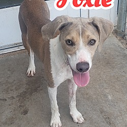 Forney Animal Shelter in Forney, Texas