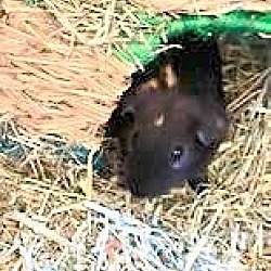 Thumbnail photo of Guinea Pigs #2
