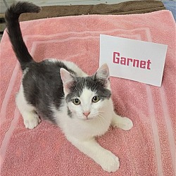 Photo of Garnet