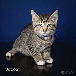 Photo of Jacob - $30 or TWO for $50 and FREE Gift Bag