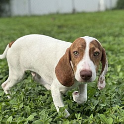 Thumbnail photo of Myakka Puppy Billy #1