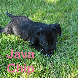 Thumbnail photo of Java Chip D2024 PH in MS #2