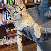 adopt a pet
