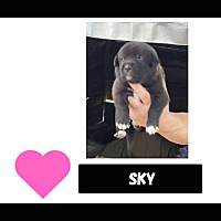 adopt-pet