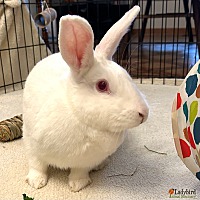 adopt-pet