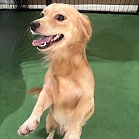 adopt-pet