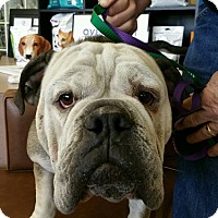 Las Vegas, NV - Bulldog. Meet Mojo a Pet for Adoption.